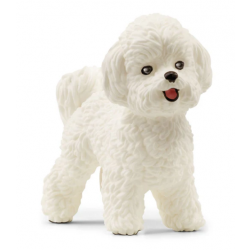 Bichon Frise