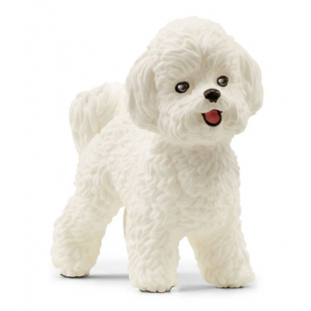 Bichon Frise