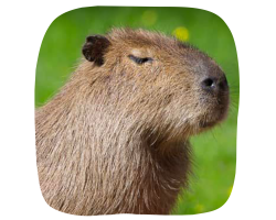 Capybara Junior Adoption