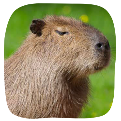 Capybara Junior Adoption