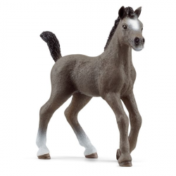 Cheval de Selle foal