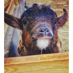 Pygmy Goats