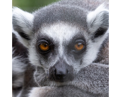 Ring-Tailed Lemur