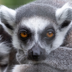 Ring-Tailed Lemur