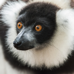 Black &White Ruffed Lemur