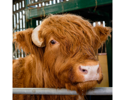 Huckleberry - Highland Cow