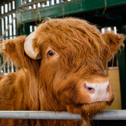 Huckleberry - Highland Cow