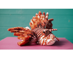 Zappi Lionfish - Soft Toy