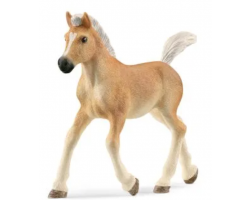 Haflinger Foal