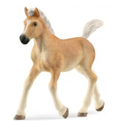 Haflinger Foal