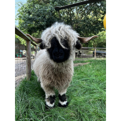 Adopt our Sheep for 1 year (Price includes delivery)