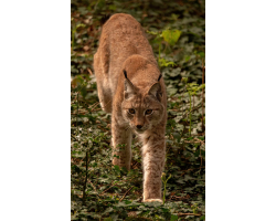 Adopt a Chain of Lynx for a Adult (Over 16)