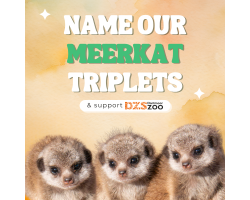 Name our Meerkat Triplets