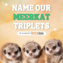 Name our Meerkat Triplets