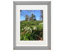 'Snowdrops with Trees' Framed Photograph