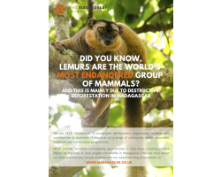 Lemur Conservation Donation