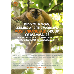 Lemur Conservation Donation