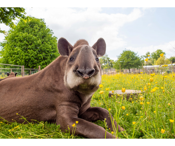 tapir-adoption
