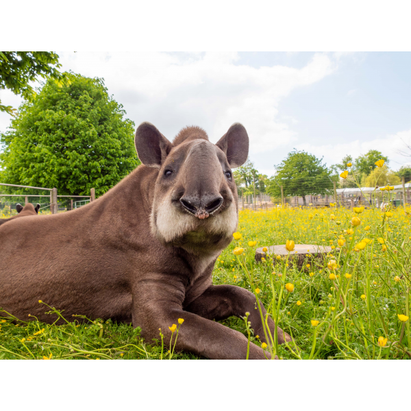 Tapir Adoption