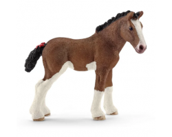 Clydesdale Foal