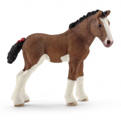 Clydesdale Foal