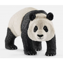 Giant panda, male