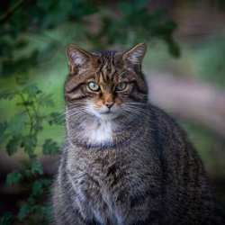 Scottish Wildcats Adoption