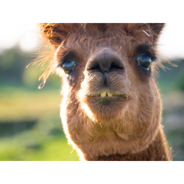 Alpaca Adoption