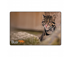 Magnet- Bua