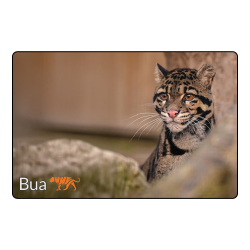 Magnet- Bua