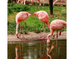 Greater Flamingo