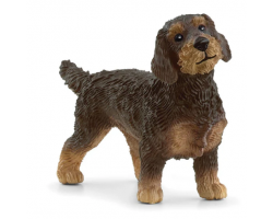 Wire-Haired Dachshund