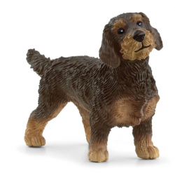 Wire-Haired Dachshund