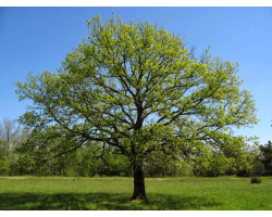 ‘Sessile Oak’ - Quercus petrea