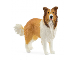 Collie