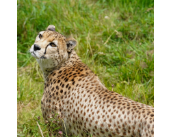 Cheetah Bronze Adoption