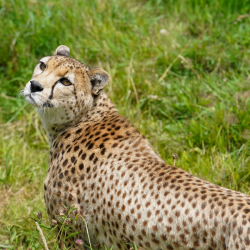 Cheetah Bronze Adoption