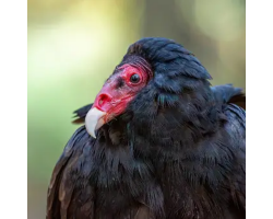 Turkey Vulture