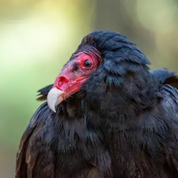 Turkey Vulture