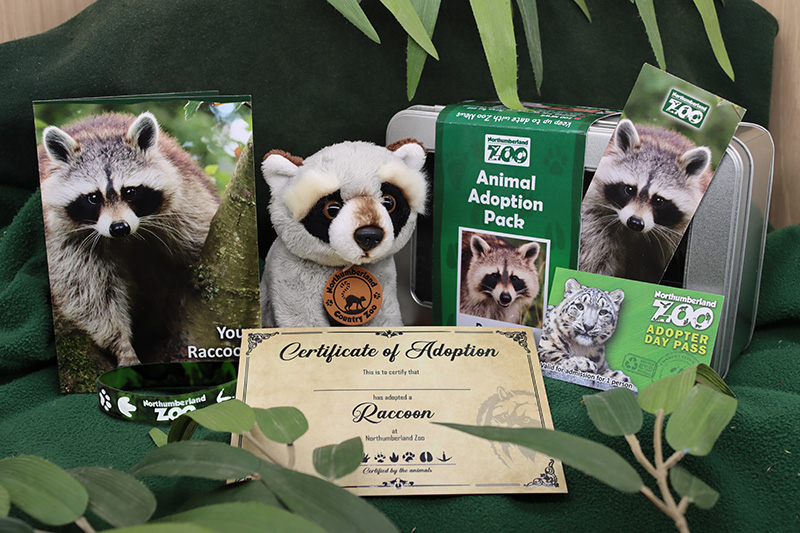 Adopt a Raccoon