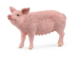 Pig