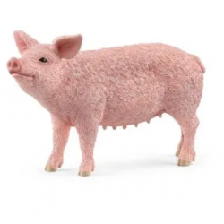 Pig