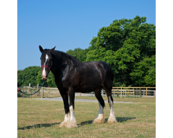 Lady Rhona - Shire Horse