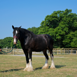 Lady Rhona - Shire Horse