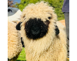 Lionel  - Swiss Valais Blacknose