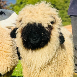 Lionel  - Swiss Valais Blacknose