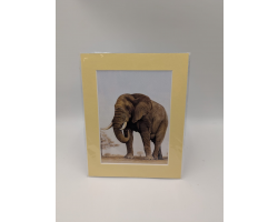 A brush with Africa Elephant (1D)