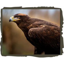 Eagle Adoption package