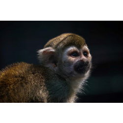 Squirrel Monkey