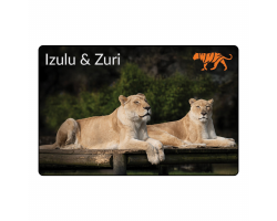 Magnet- Zuri & Izulu